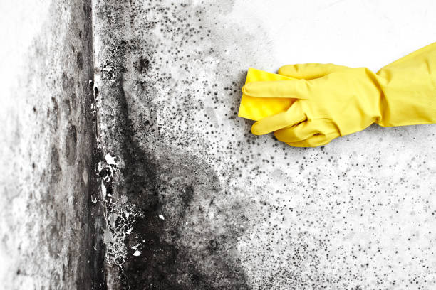 Best Professional Mold Removal  in Hondo, TX