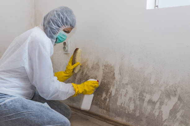 Best Black Mold Removal  in Hondo, TX