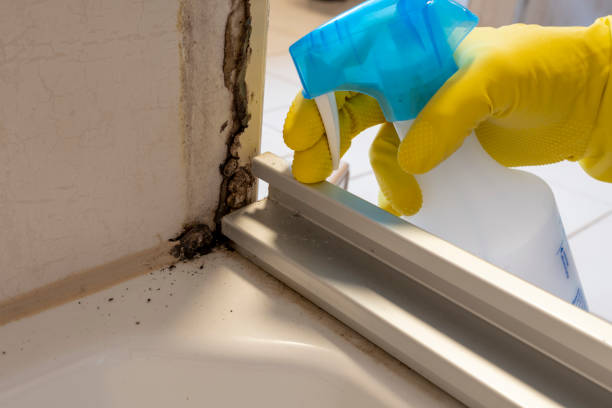 Best Toxic Mold Removal  in Hondo, TX
