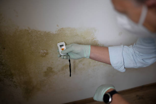 Best Professional Mold Removal  in Hondo, TX