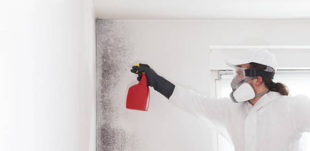 Home Mold Removal in Hondo, TX