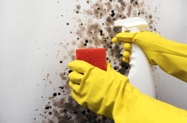 Best Commercial Mold Removal  in Hondo, TX