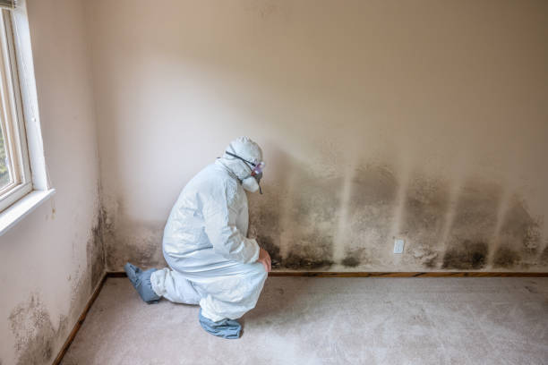 Best Emergency Mold Removal  in Hondo, TX
