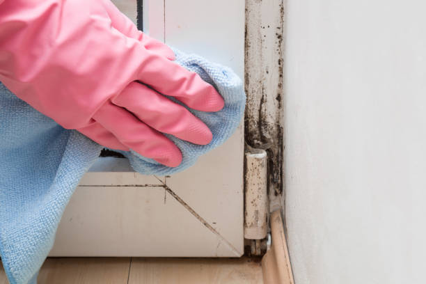 Best Mold Testing  in Hondo, TX